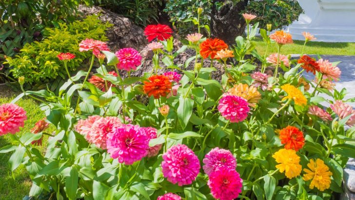 Plant Zinnias at Just the Right Time and Get a Garden Full of Stunning Blooms