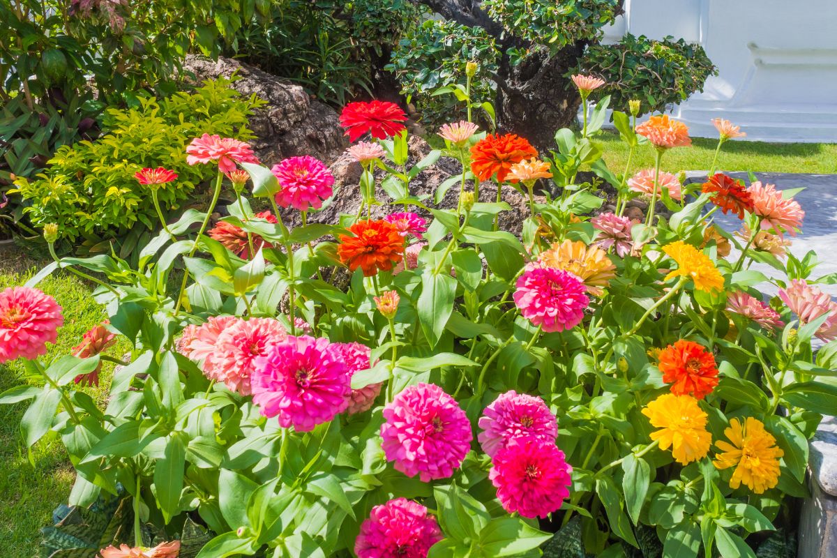 Plant Zinnias at Just the Right Time and Get a Garden Full of Stunning Blooms