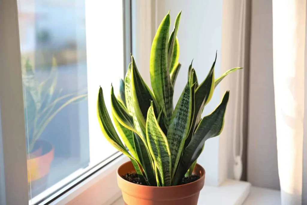 Pot snake plant