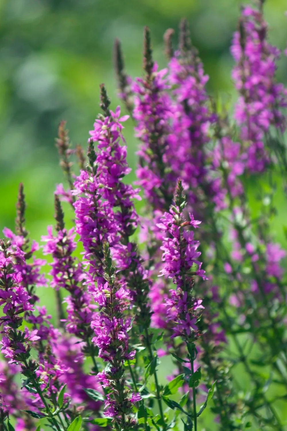 Purple Loosestrife