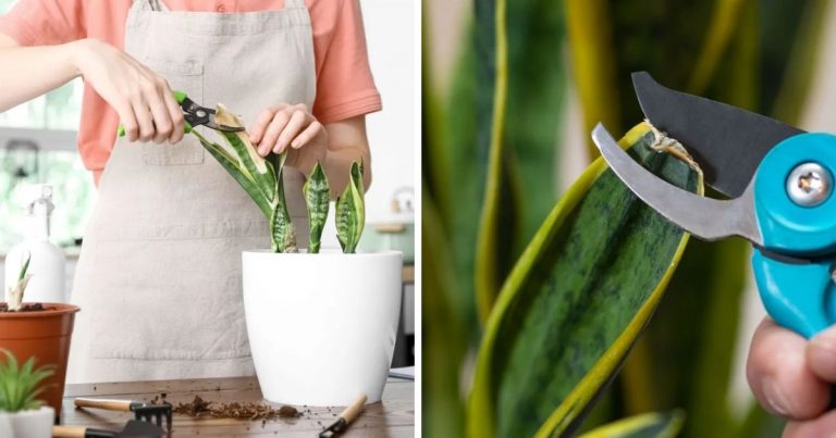 Snake plant cutting step by step guide