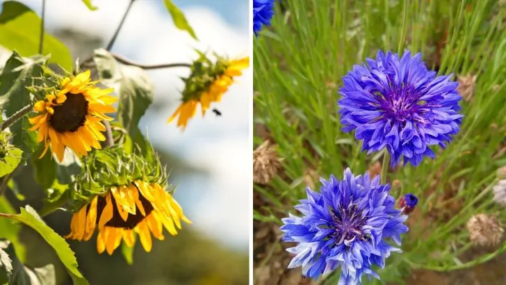Some Say Direct Sowing Is Best – Here Are 10 Flower Seeds to Prove It