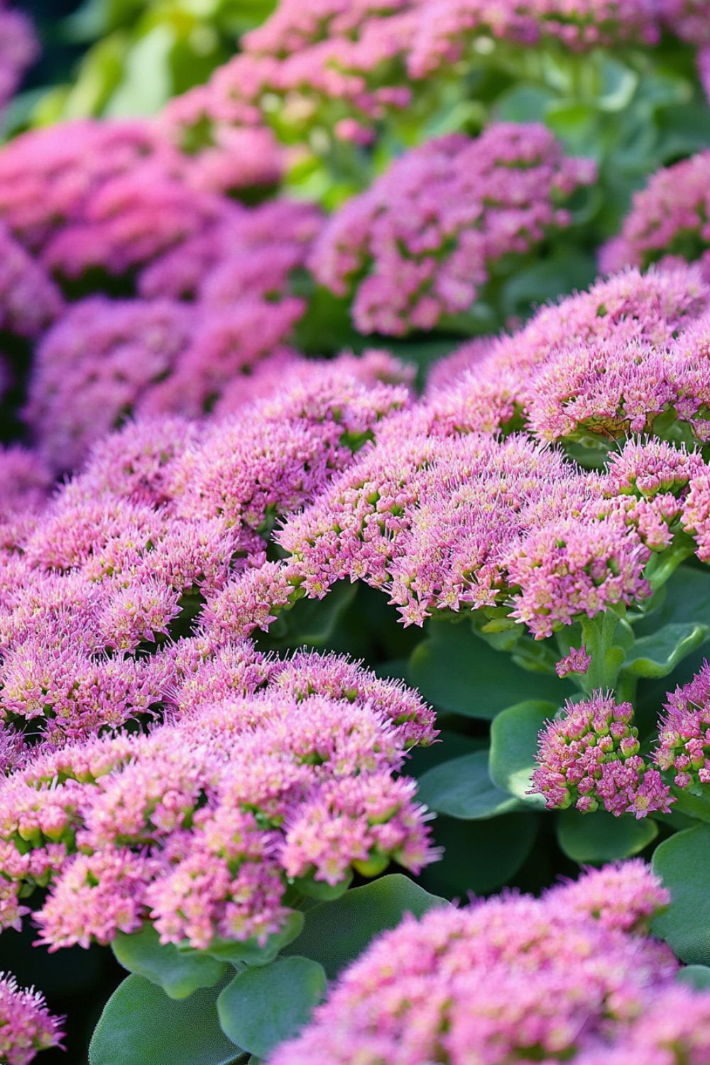 Stonecrop (Sedum)