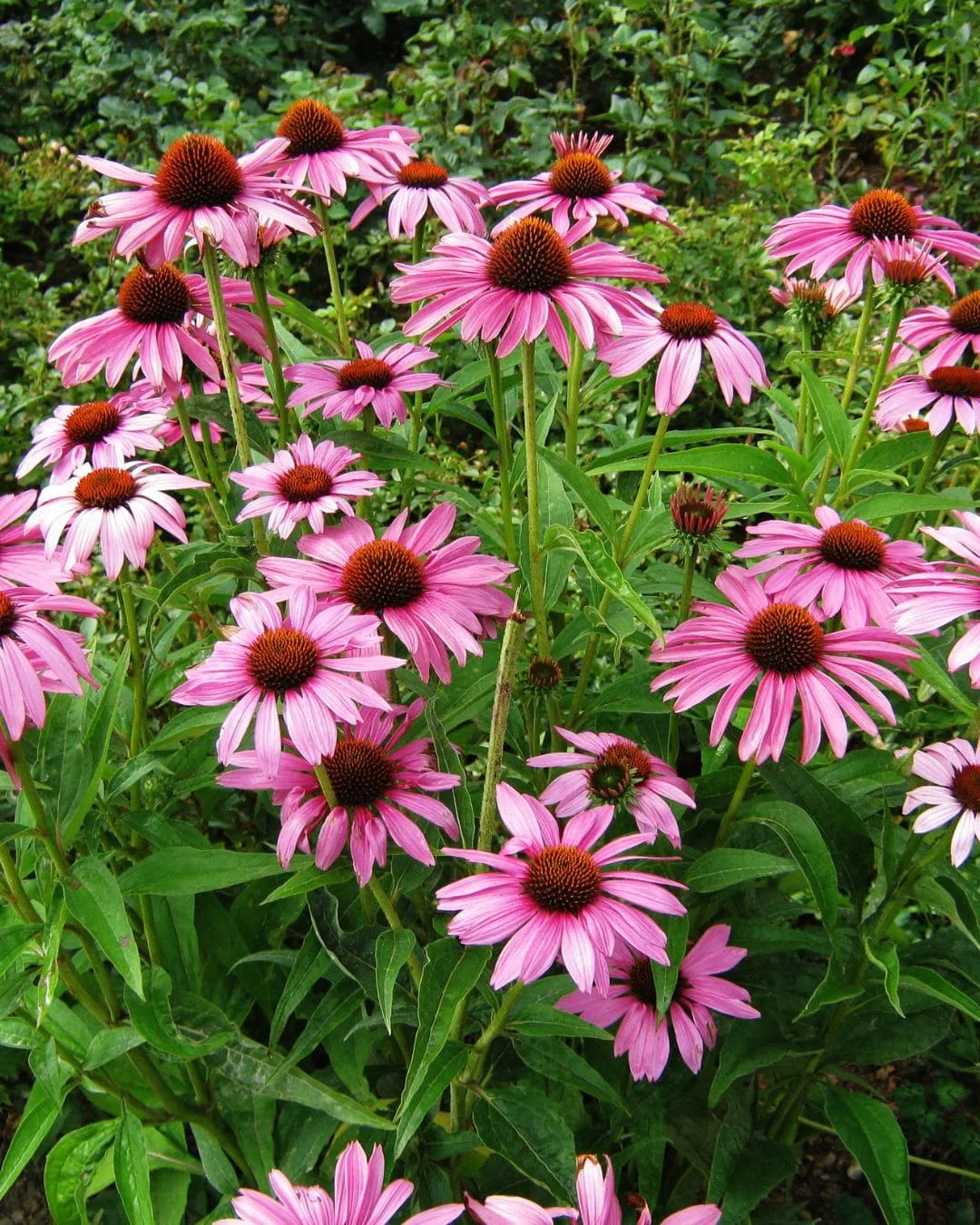 Sunflower Echinacea purpurea