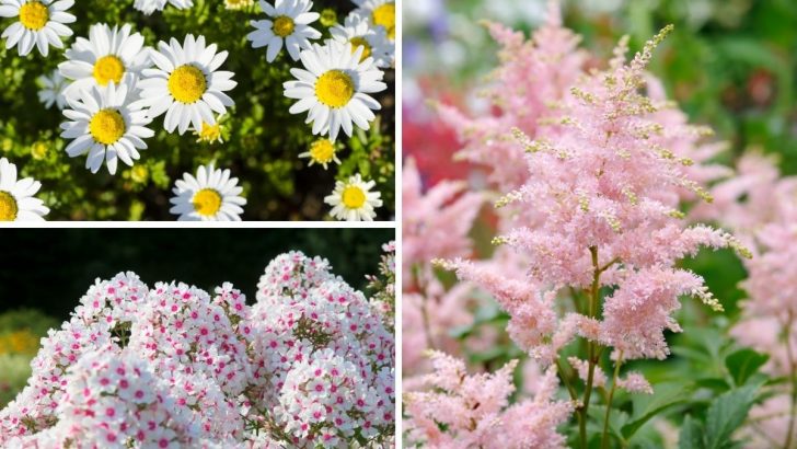 The 20 Longest-Blooming Perennial Flowers for Lasting Beauty