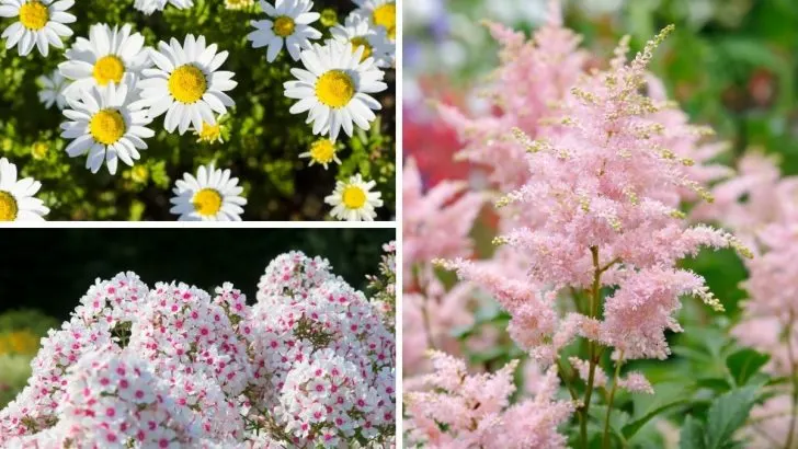 The 22 Longest-Blooming Perennial Flowers for Lasting Beauty