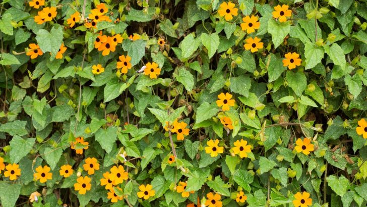 The Hidden Downside of Black-Eyed Susan Vines You Need to Know