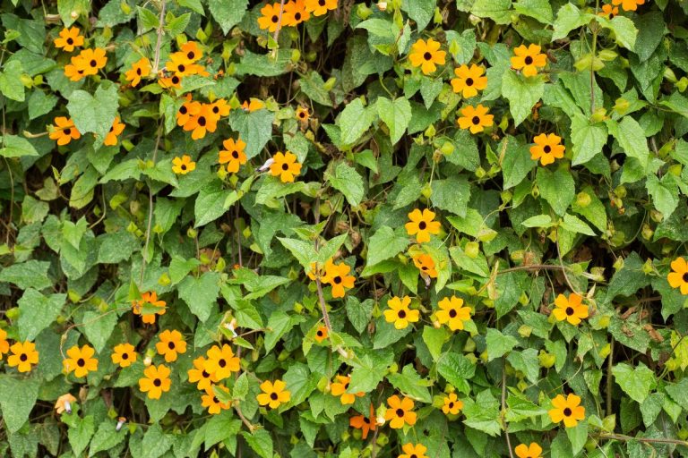 The Hidden Downside of Black-Eyed Susan Vines You Need to Know