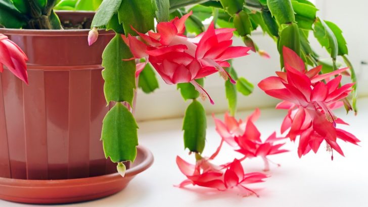 Think Pruning Your Christmas Cactus Isn’t Necessary? Here’s Why You Might Want to Start