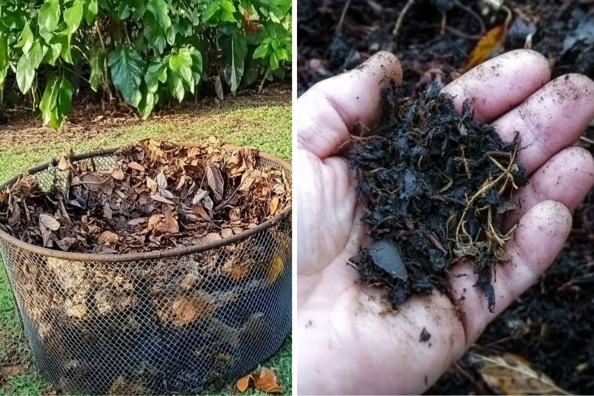 Think Raking Leaves Is a Chore Here's How to Turn Them Into Valuable Leaf Mold