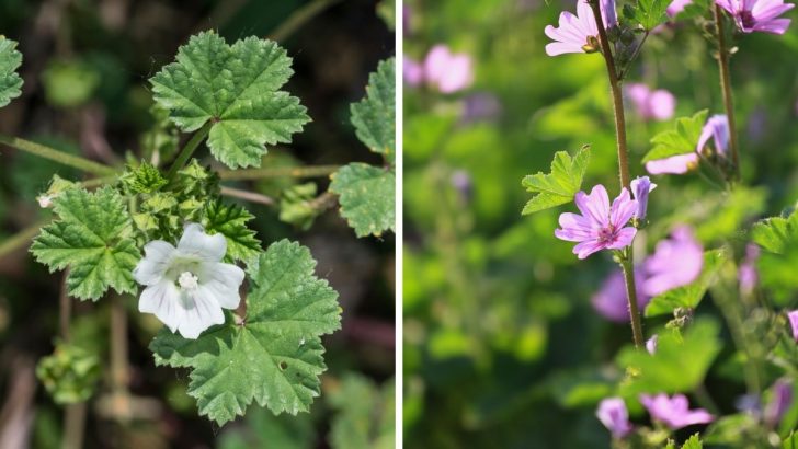 Think Traditional Herbs Like Malva Neglecta and Malva Sylvestris Are Outdated? Their Modern Uses Might Surprise You