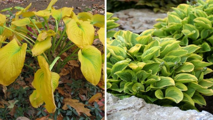 Think Your Hostas Can’t Thrive in Fall? Try These 3 Easy Steps for Beautiful Plants