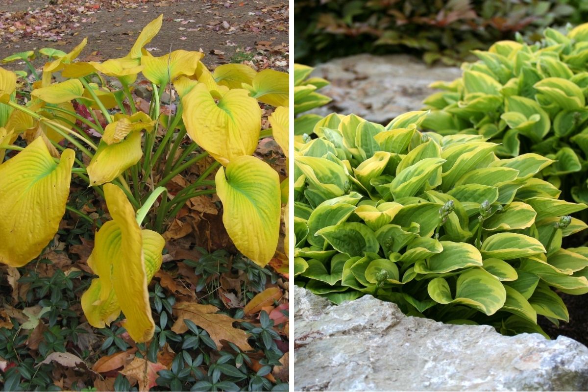 Think Your Hostas Can't Thrive in Fall Try These 3 Easy Steps for Beautiful Plants