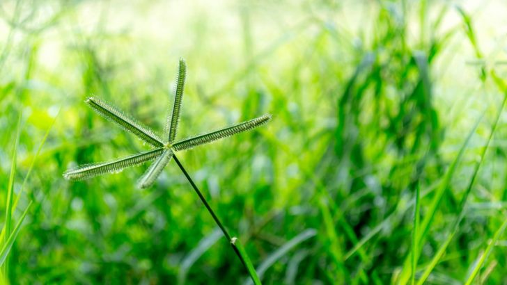 This Plant Grows in Most Gardens, and We Remove It Without Knowing It Can Cure Over 10 Diseases