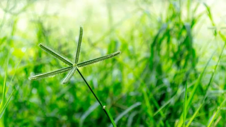 This Plant Grows in Most Gardens, and We Remove It Without Knowing It Can Cure Over 10 Diseases