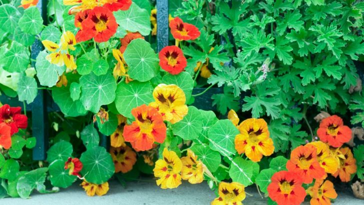 Unleashing the Beauty and Flavor of Nasturtium in Your Garden