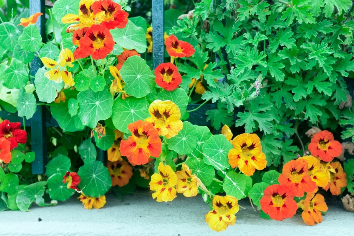 Unleashing the Beauty and Flavor of Nasturtium in Your Garden1