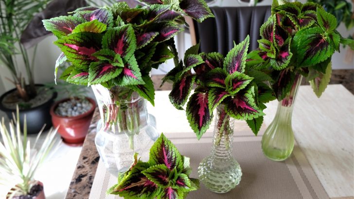 Want More Coleus in Your Garden? Try These 3 Simple Propagation Techniques