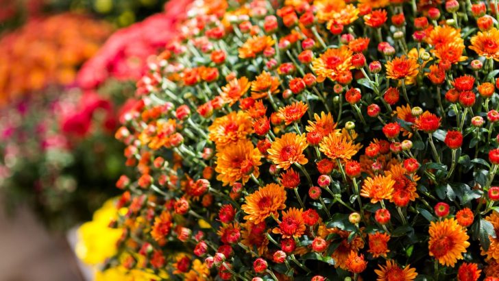 When Should You Plant Your Fall Mums? Discover the Perfect Timing!