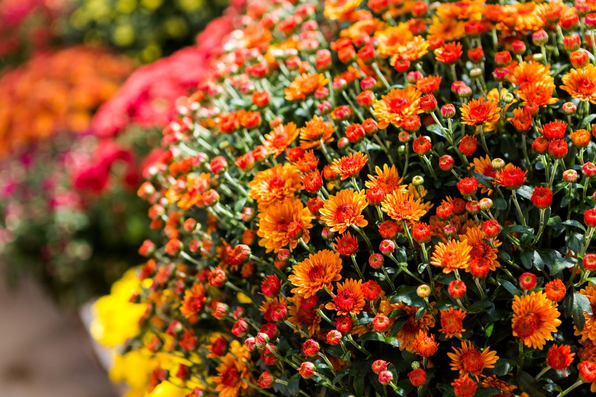 When Should You Plant Your Fall Mums Discover the Perfect Timing