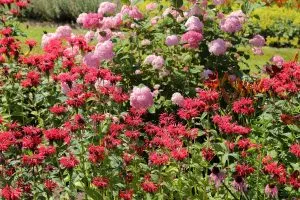 Why Bee Balm Deserves a Spot in Your Garden Right Now