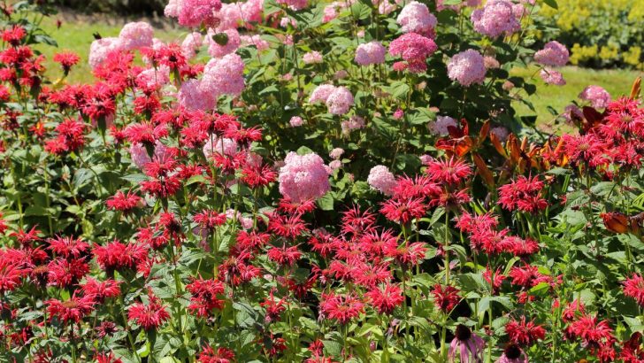 Why Bee Balm Deserves a Spot in Your Garden Right Now