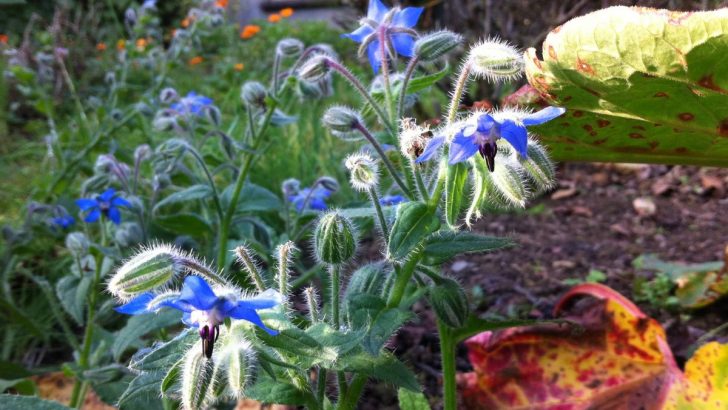 Why Gardeners Are Falling in Love with Borage – And You Will Too