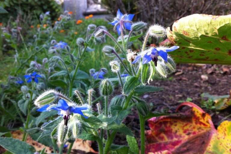 Why Gardeners Are Falling in Love with Borage – And You Will Too