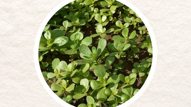 Why Purslane Is Nature’s Untapped Resource – 11 Things You Didn’t Know