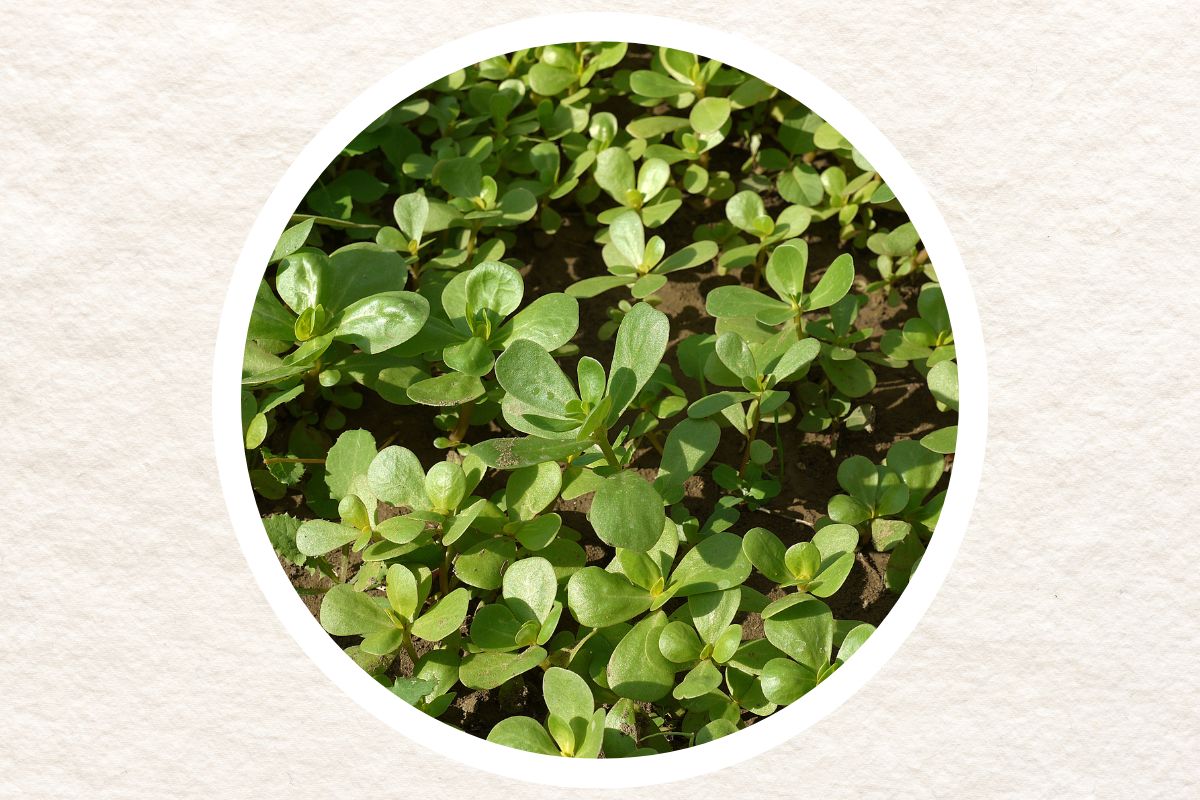 Why Purslane Is Nature’s Untapped Resource - 11 Things You Didn’t Know 1