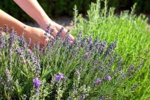 Why Rosemary and Lavender Are the Perfect Duo for Your Garden