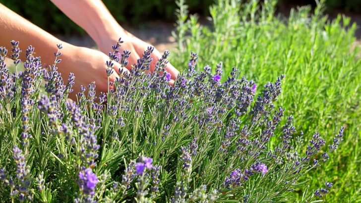 Why Rosemary and Lavender Are the Perfect Duo for Your Garden