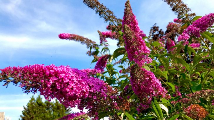 Why You Might Want to Rethink Planting Butterfly Bush (Buddleia) in Your Garden