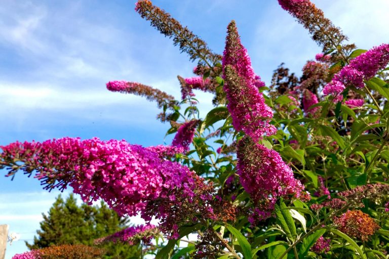 Why You Might Want to Rethink Planting Butterfly Bush (Buddleia) in Your Garden