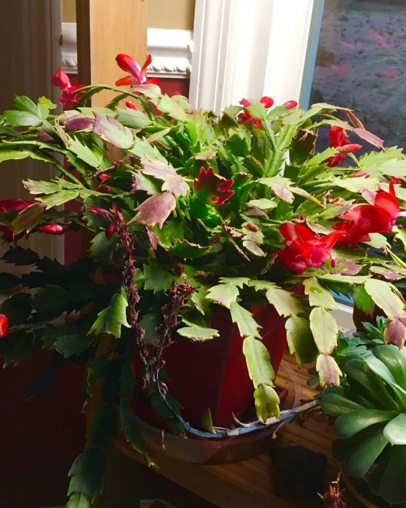 This image has an empty alt attribute; its file name is Christmas-Cactus-3-819x1024.jpg