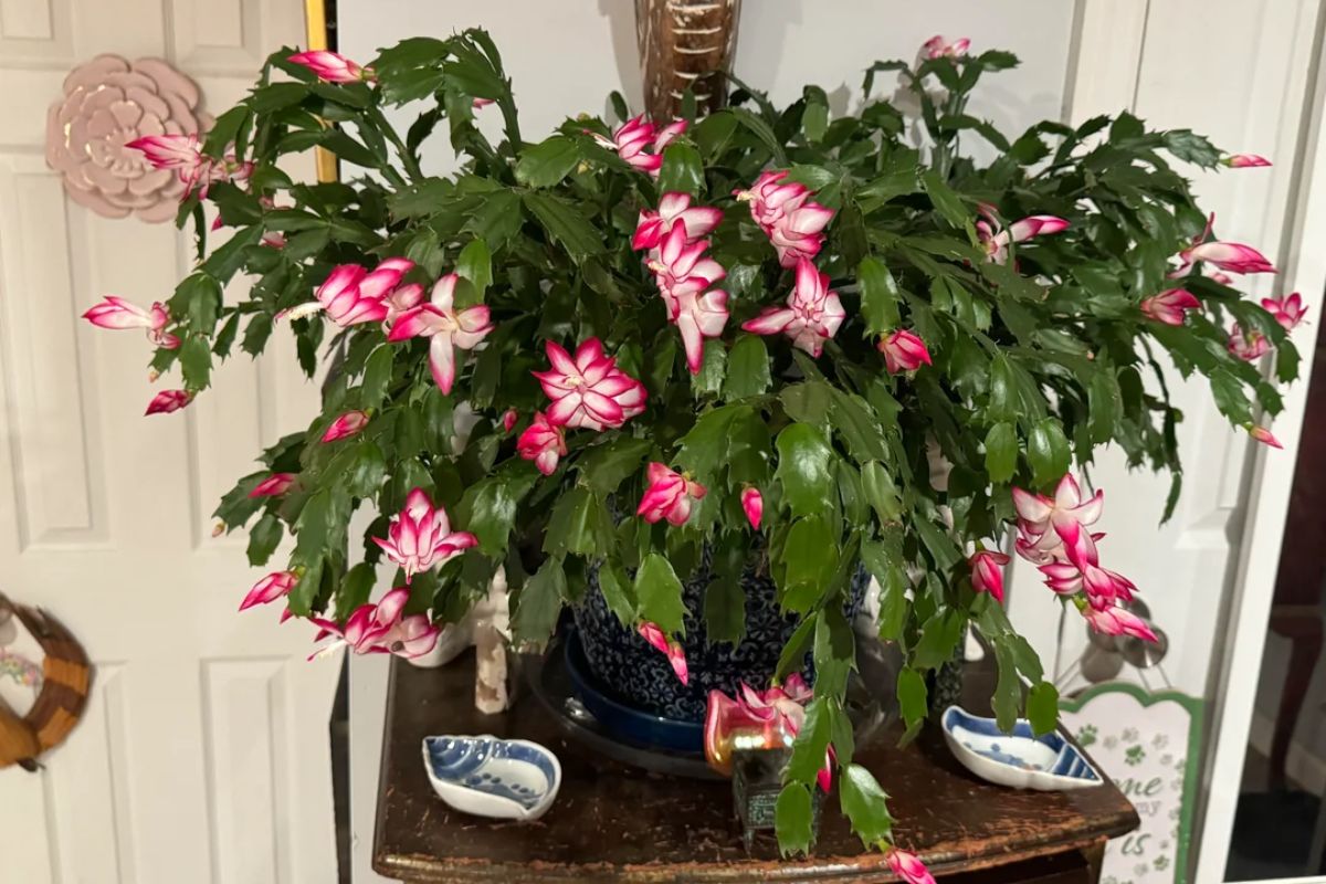 meeska56-reddit-christmas-cactus-2