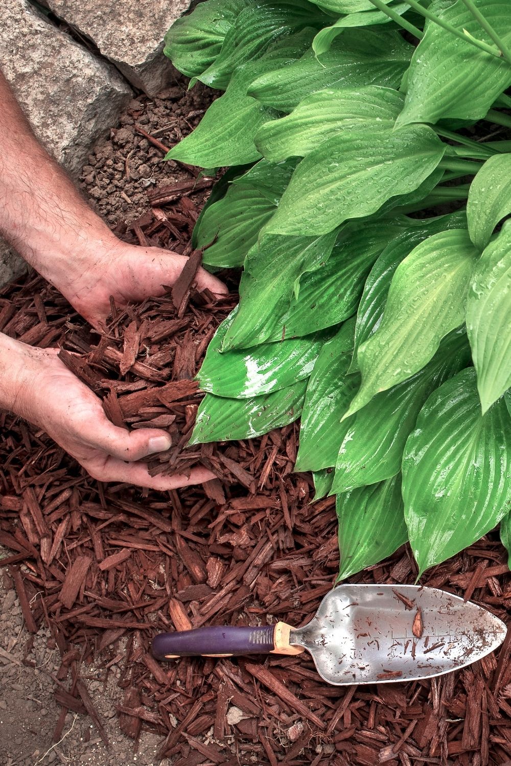 mulching hostas