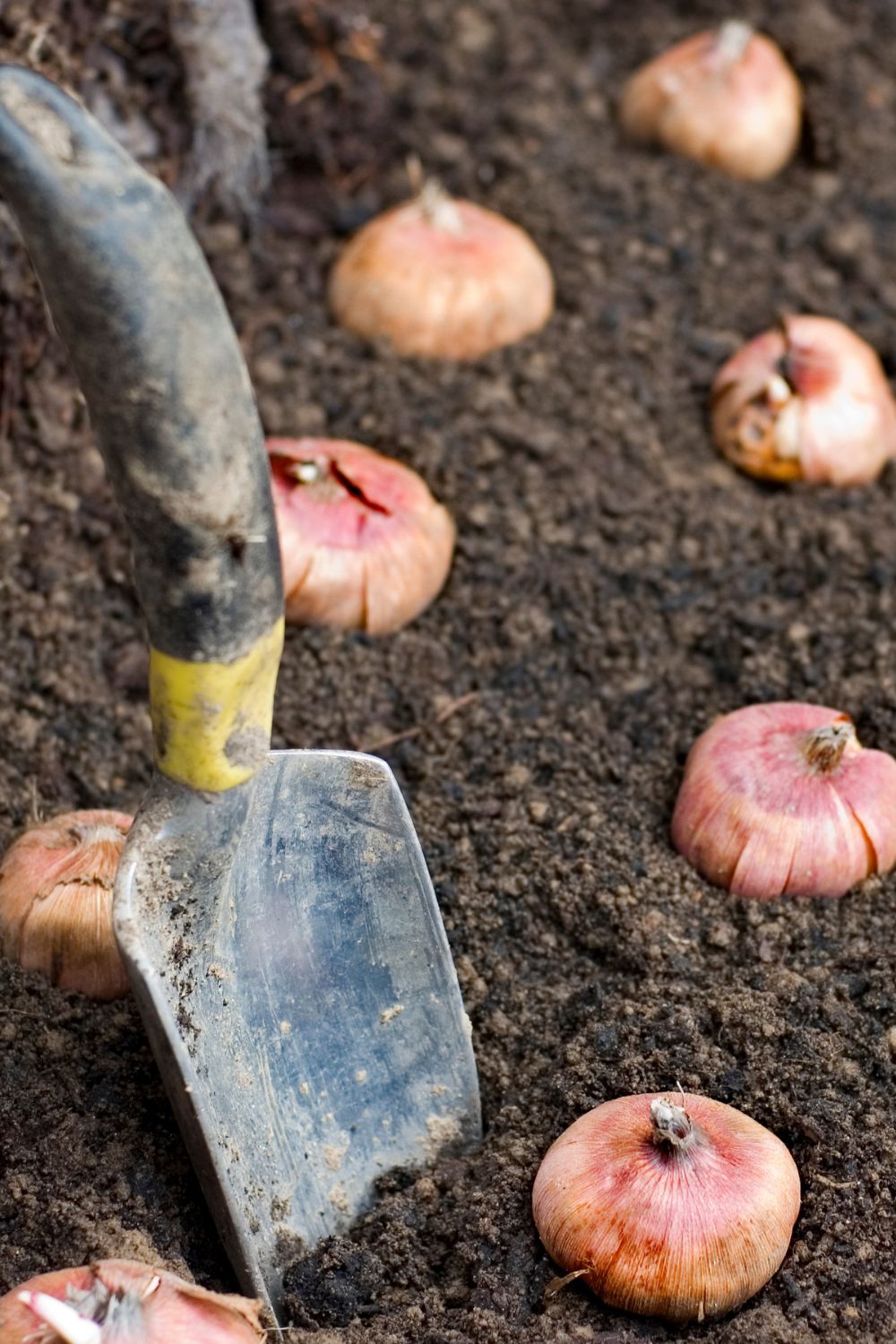 planting bulbs