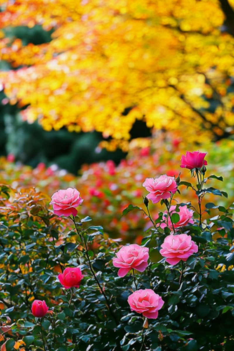 Winterize Roses Plants 8 Steps to Winterize Your Rose Bushes for Better Blooms Next Year ...