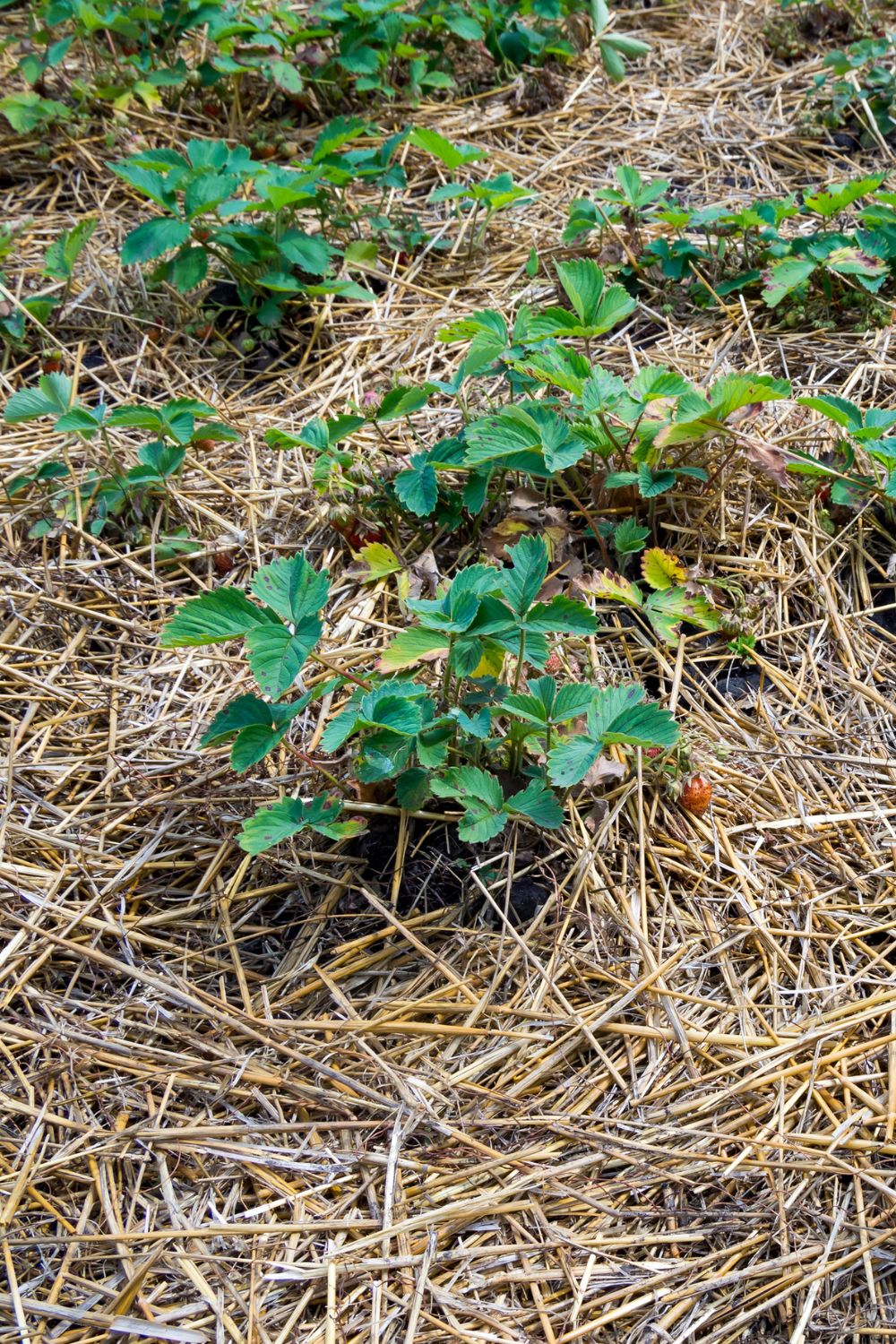 straw mulch strawberry plant