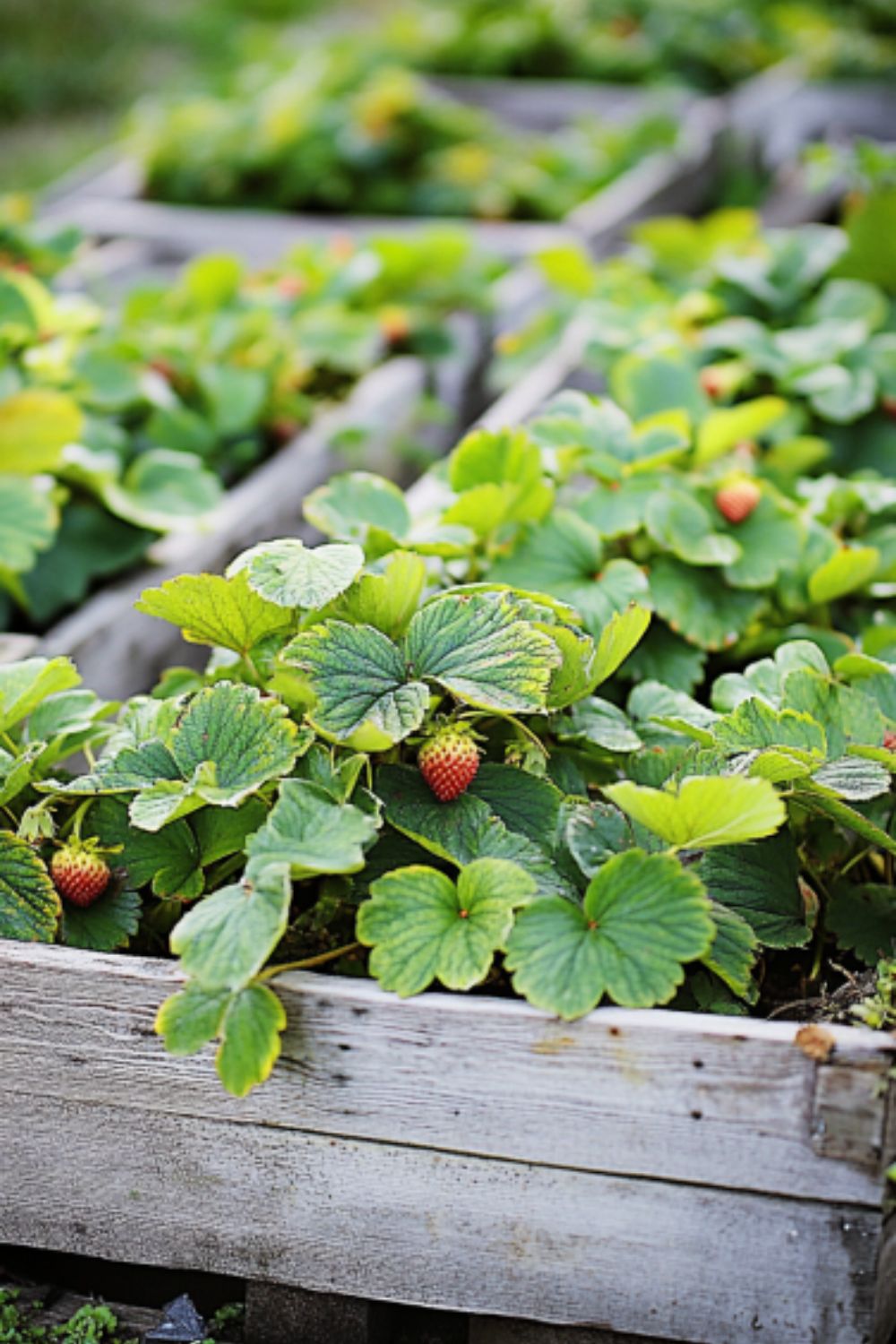 strawberry plant growing in a wooden raised garden bed