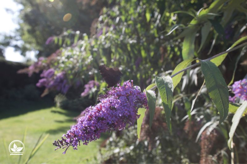 summer-lilac-buddleja-davidii