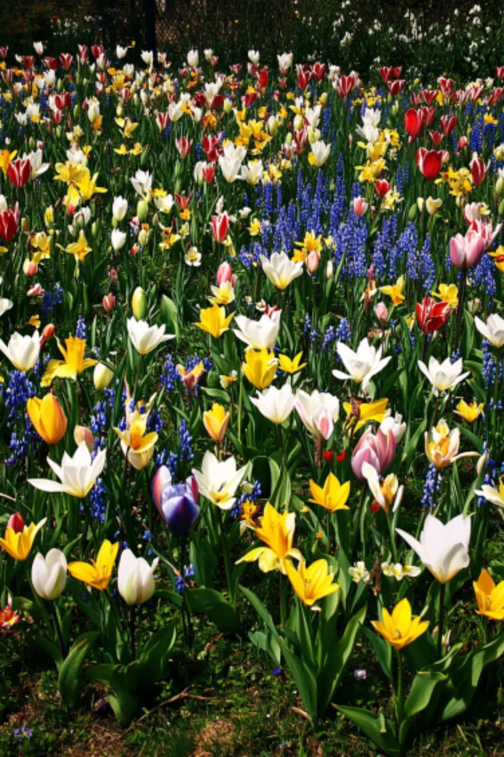 vibrant meadow filled with a mix of blooming tulips, daffodils, and muscari