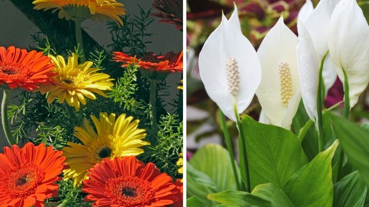 10 Houseplants That Eliminate Odors and Freshen Up Your Home