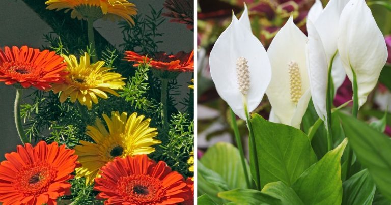13 Houseplants That Eliminate Odors and Freshen Up Your Home