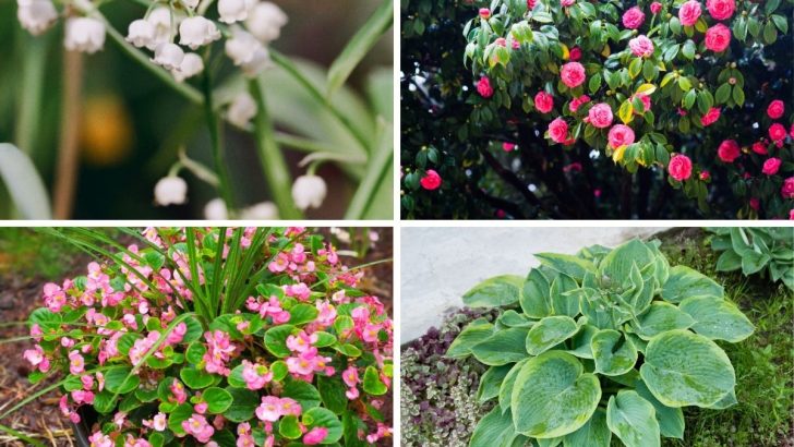 11 Perennials That Get a Boost from Coffee Grounds