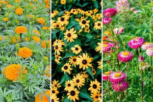 15 Fall Blooming Annuals You Must Plant for a Vibrant Autumn Garden