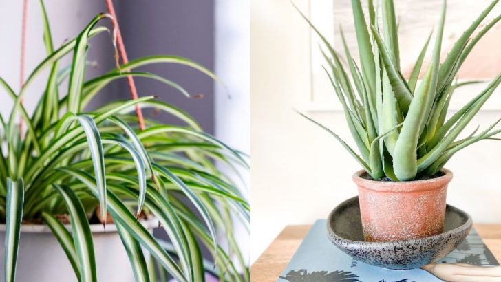 5 Nearly Indestructible Houseplants Anyone Can Keep Alive