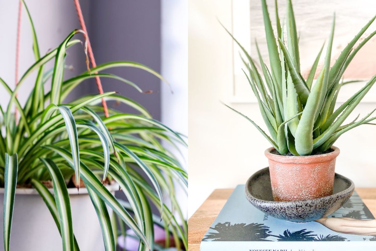 5 Nearly Indestructible Houseplants Anyone Can Keep Alive