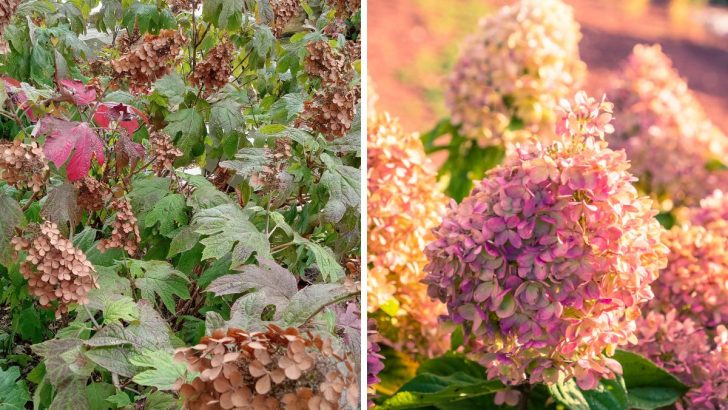 5 Things You Should Always Do for Hydrangeas in Fall (And 3 You Shouldn’t)